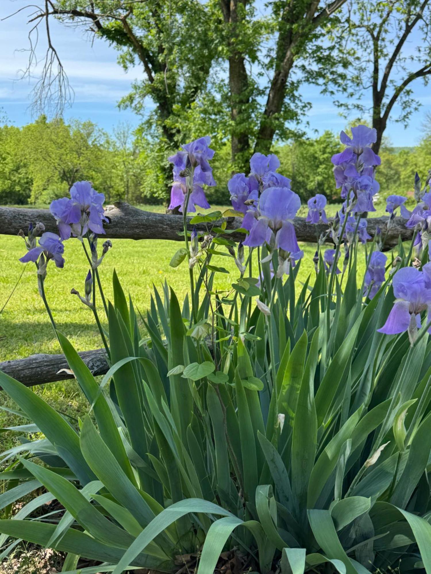 Ozark Country Inn Mountain View Εξωτερικό φωτογραφία